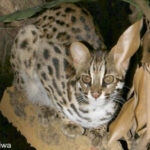 leopard cat