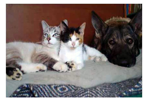 A kitten named Lindy sitting near a dog, showcasing a positive interaction between a cat and dog.