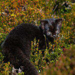 Most kodkod have a light brown coat with dark markings, but some are nearly black, with more subtle spots.