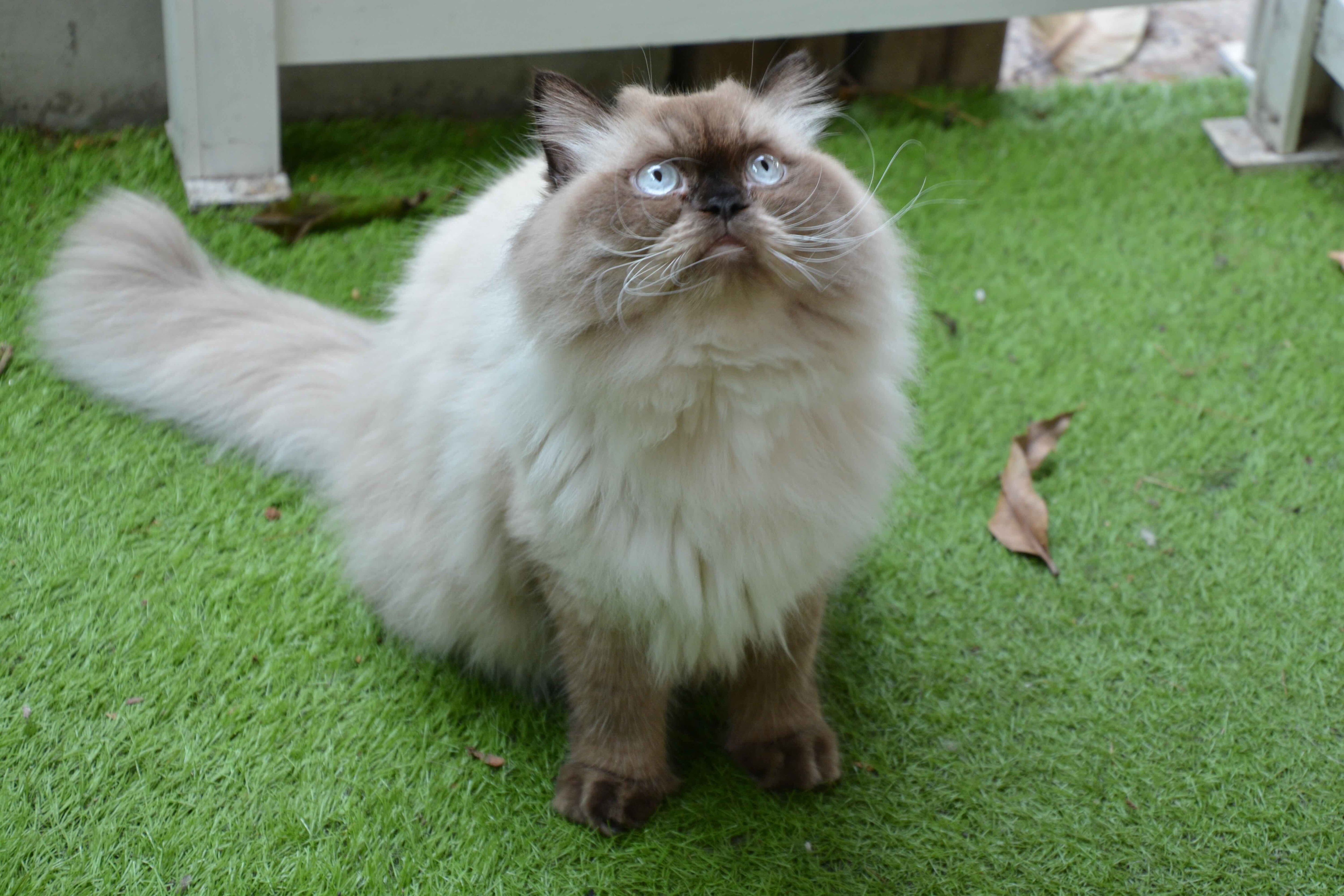 A silver colorpoint Himalayan cat sits gracefully in green grass, gazing upwards with gentle curiosity.