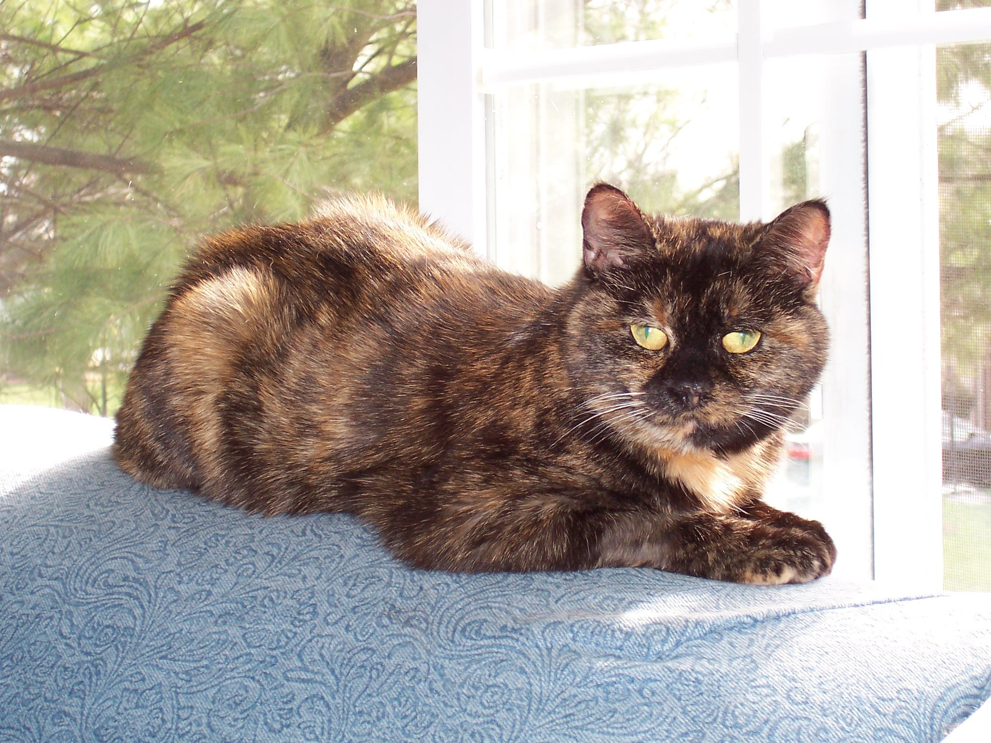 A tortoiseshell cat lounging comfortably on a loveseat, looking relaxed and content.