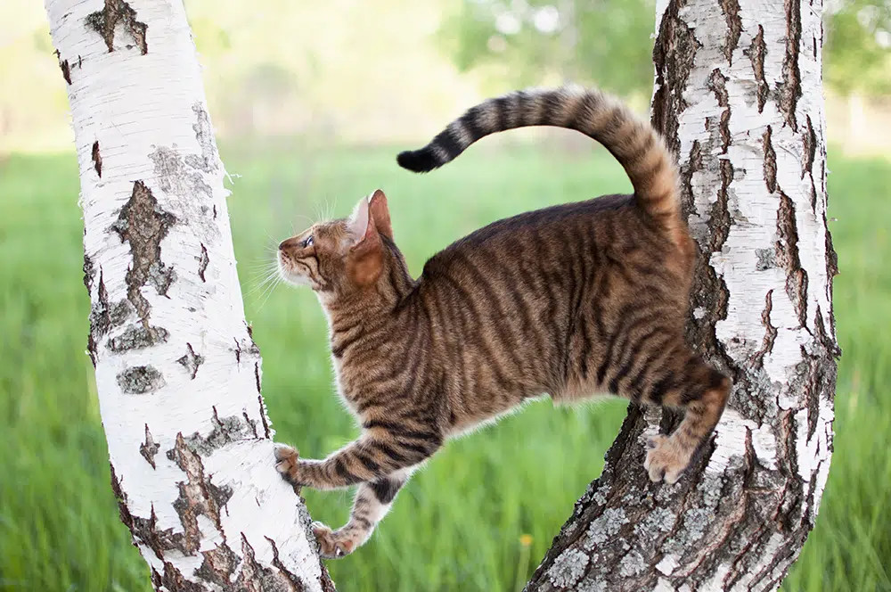 A Toyger cat with a mackerel tabby pattern, pictured climbing a tree, highlighting the vertical stripes along its body and the tiger-like appearance.