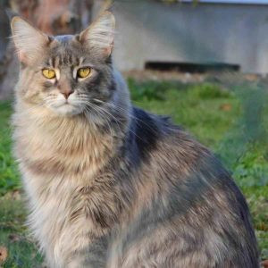 A majestic Maine Coon cat, known for its large size and shaggy coat