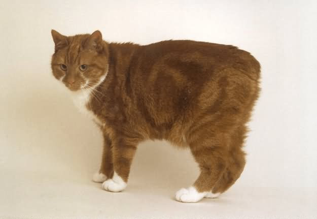 Manx cat in brown brindle pattern