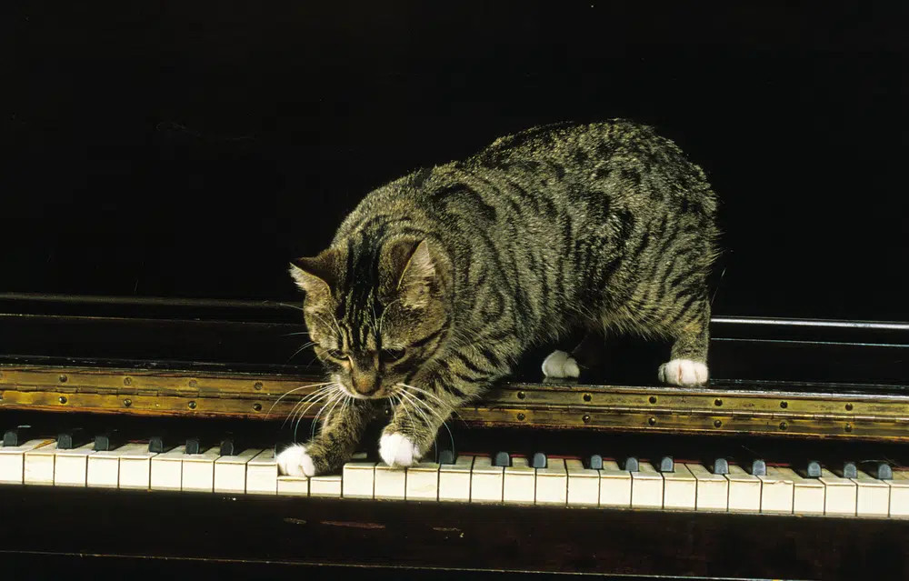 A Manx cat with a spotted tabby pattern, standing and looking alert, displaying distinct spots rather than stripes on its coat.