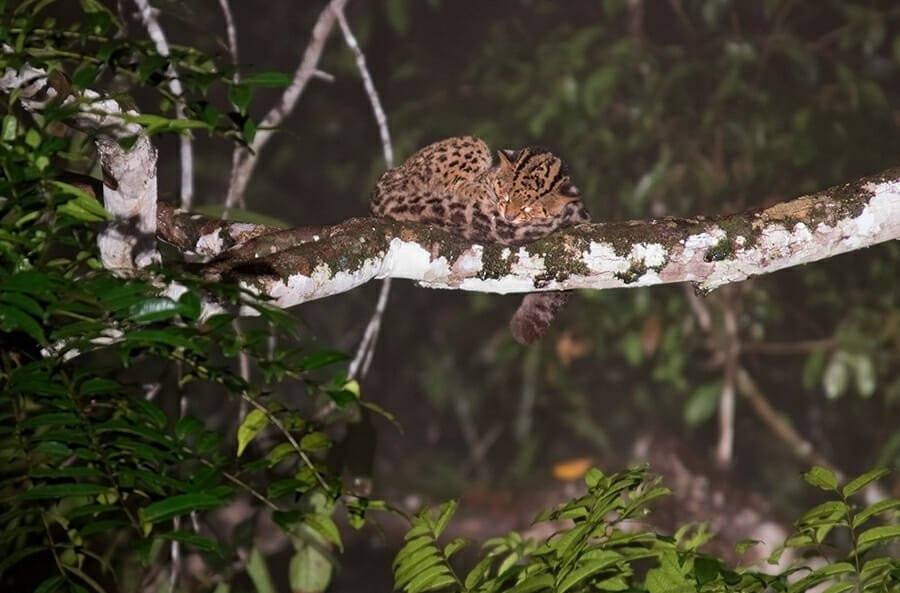 Wild cat species of the world - Marbled cat in Deramakot Forest Reserve