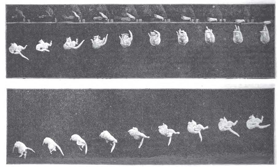 Series of images showing a cat falling from a front view.