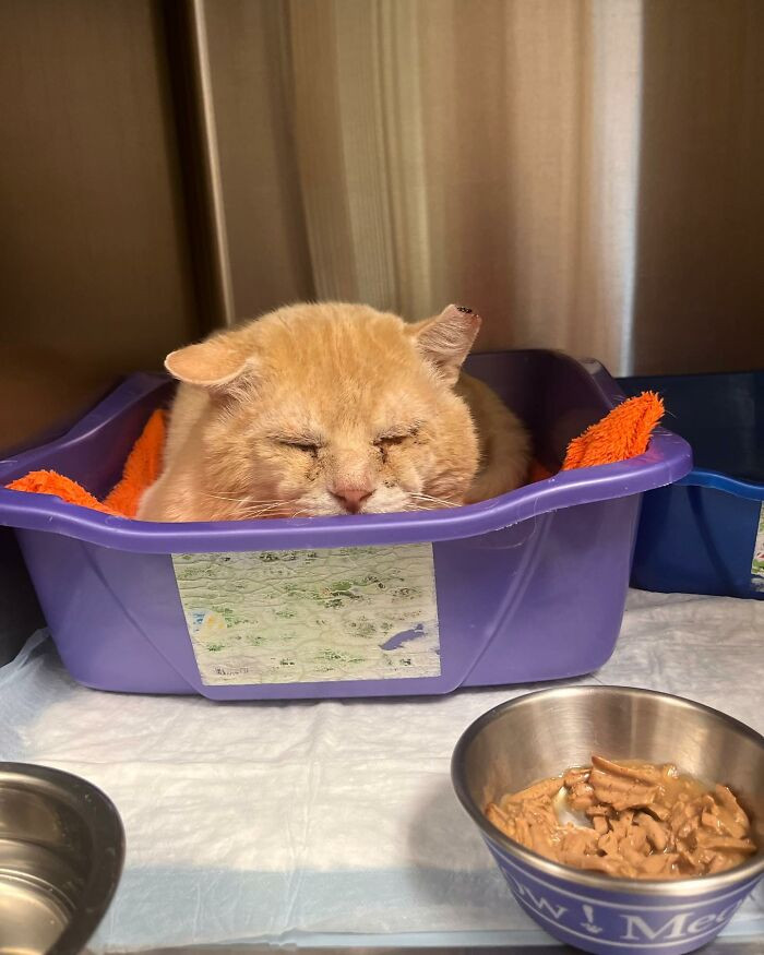 Close-up of Shrek cat's face showing his eyes with entropion before surgery.