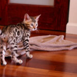 Bengal Kitten