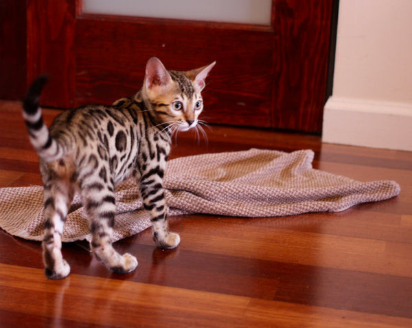 Bengal Kitten