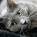 Nebelung cat