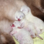 Newborn-kittens being nursed by mother cat