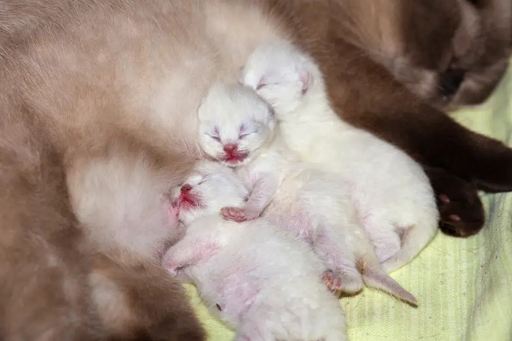 Newborn-kittens being nursed by mother cat