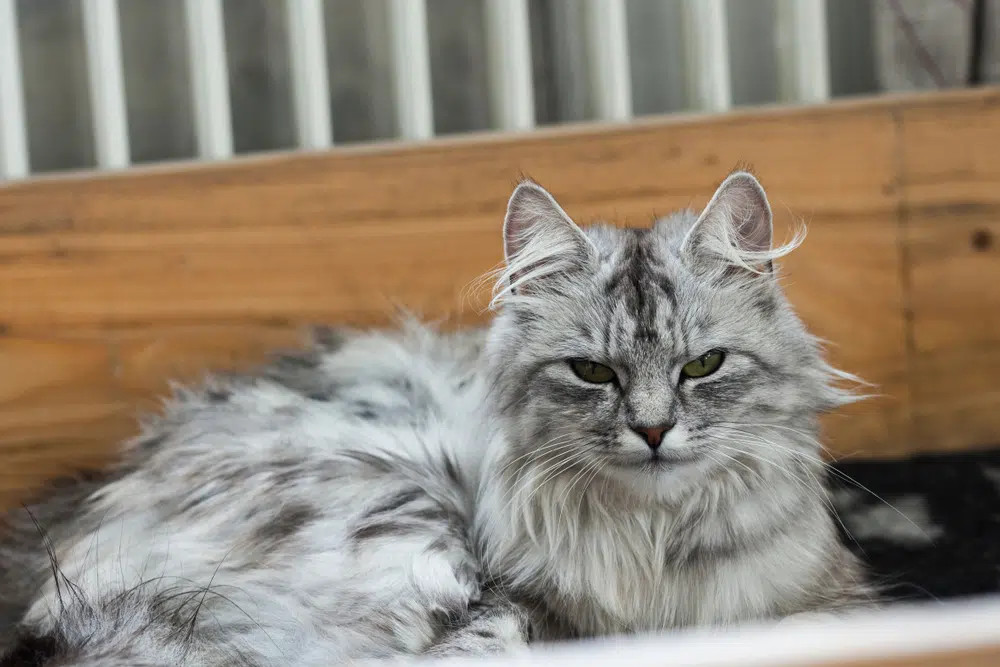 A Norwegian Forest Cat with a silver tabby pattern, also potentially mixed with Siberian breed traits, exhibiting cool gray tones and a sleek, metallic appearance.