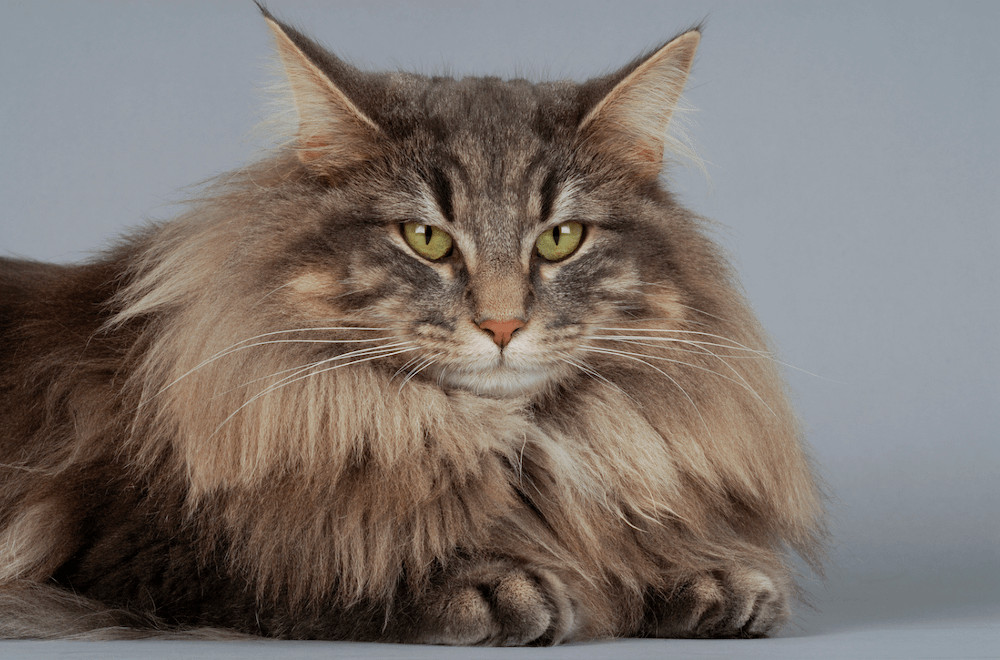Norwegian Forest Cat Relaxing Indoors