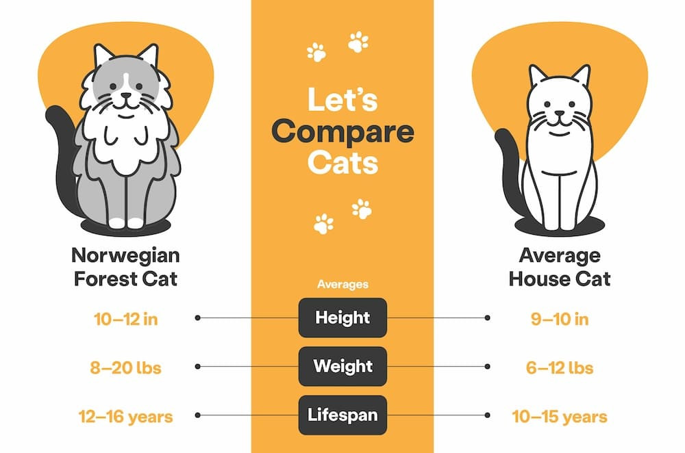 Norwegian Forest Cat Size Comparison to Average Cat