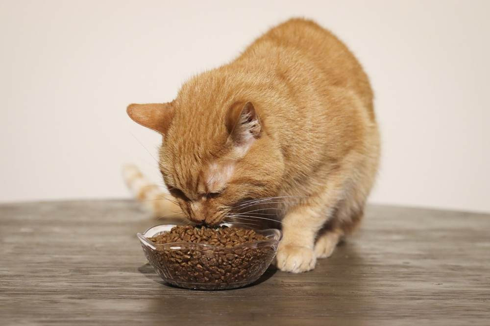 Nulo Freestyle Grain Free Cat &amp; Kitten Chicken &amp; Cod Recipe