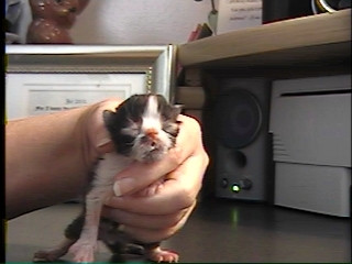 newborn persian kitten