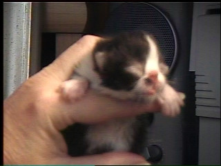 newborn persian kitten