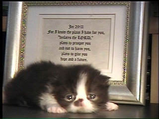 newborn persian kitten