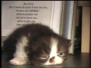 newborn persian kitten