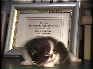 newborn persian kitten