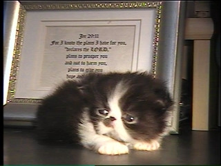 newborn persian kitten