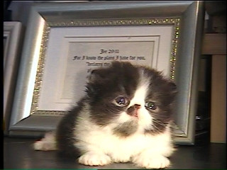 persian kitten