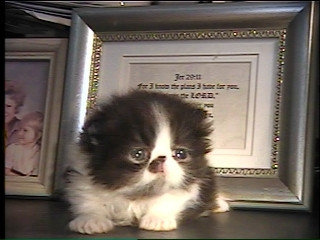 persian kitten