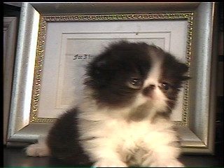 persian kitten