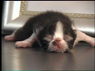 4 day old Persian kitten