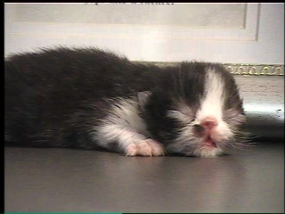 5 day old Persian kitten