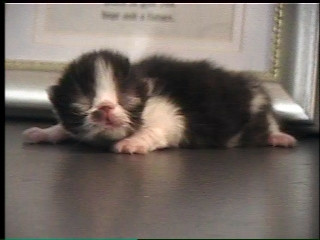6 day old Persian kitten
