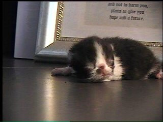 week old Persian kitten