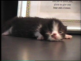 10 day old persian kitten