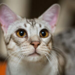 Ocicat with brown eyes