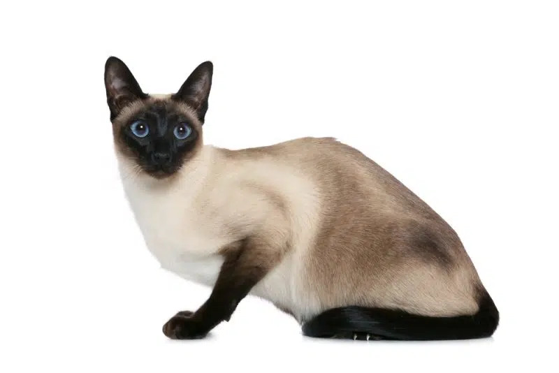Old-style Siamese cat on white background
