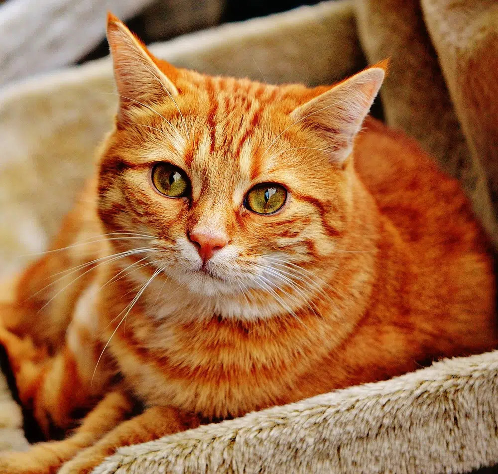 An orange tabby cat lying in a box, showing a range of ginger to auburn hues with darker stripes, characteristic of red or orange tabby cats.