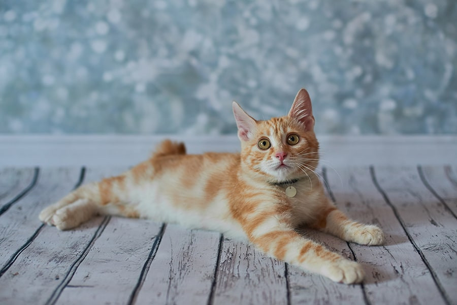 orange and white American bobtail tabby cat with a dark collar attentively looking to the side