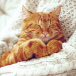 A close-up shot of an orange tabby cat's face, clearly showing the 'M' marking on its forehead.