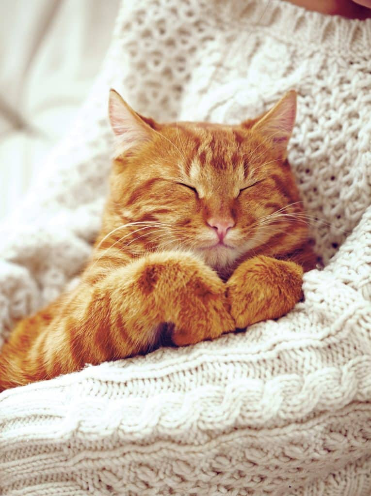 A close-up shot of an orange tabby cat's face, clearly showing the 'M' marking on its forehead.