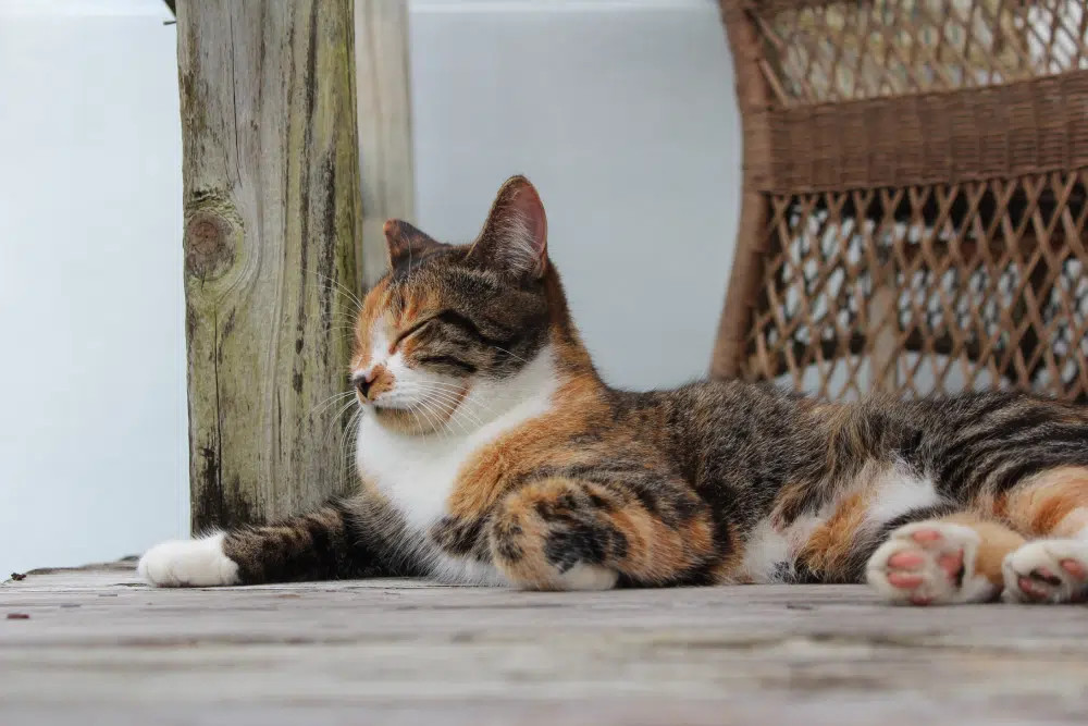 A calico tabby cat, or caliby, relaxing outdoors, showing a mix of white, orange, and black patches along with tabby stripes visible within the colored areas.