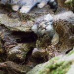 Pallas cat kitten playing. © kjekol/Getty