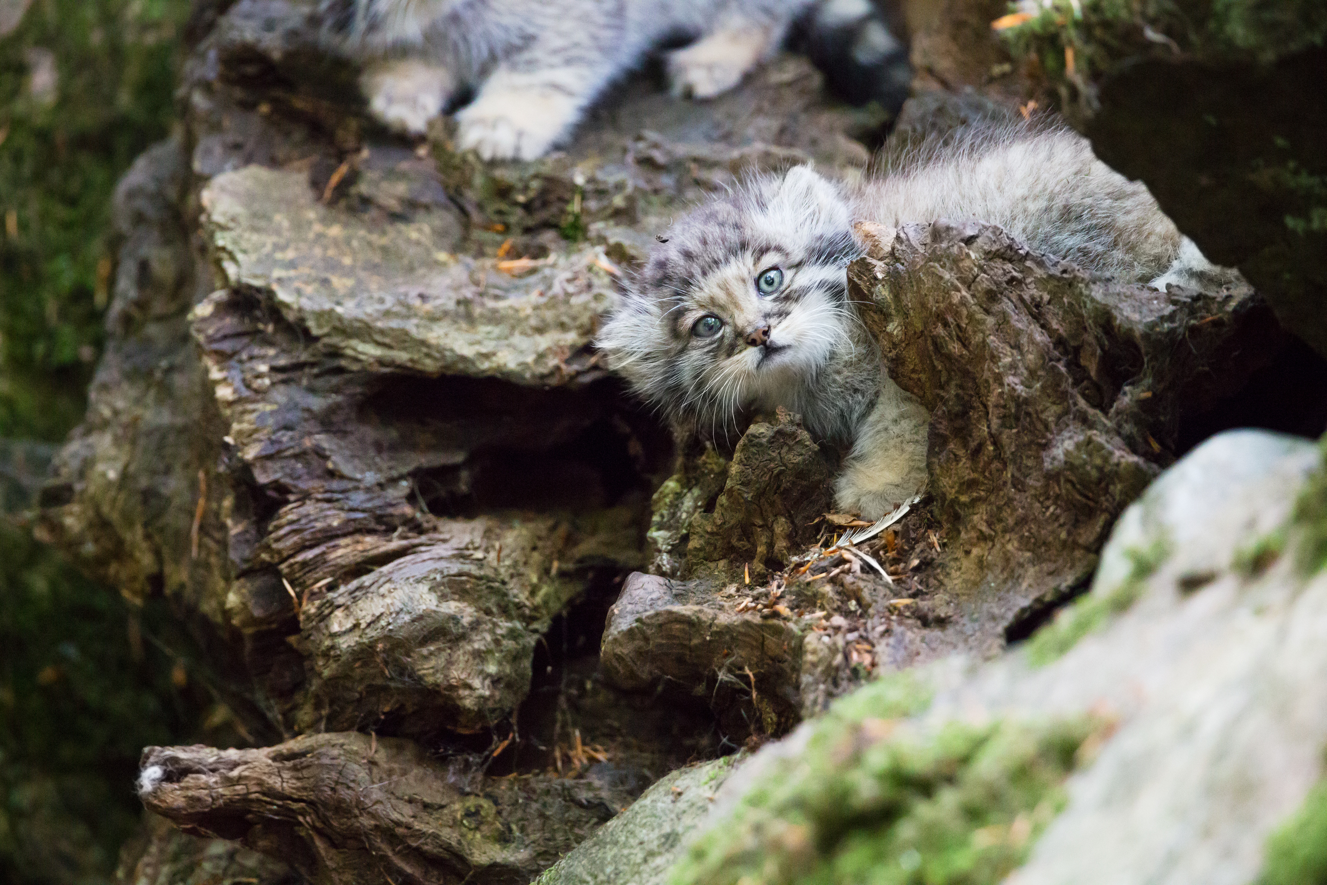 Pallas cat kitten playing. © kjekol/Getty
