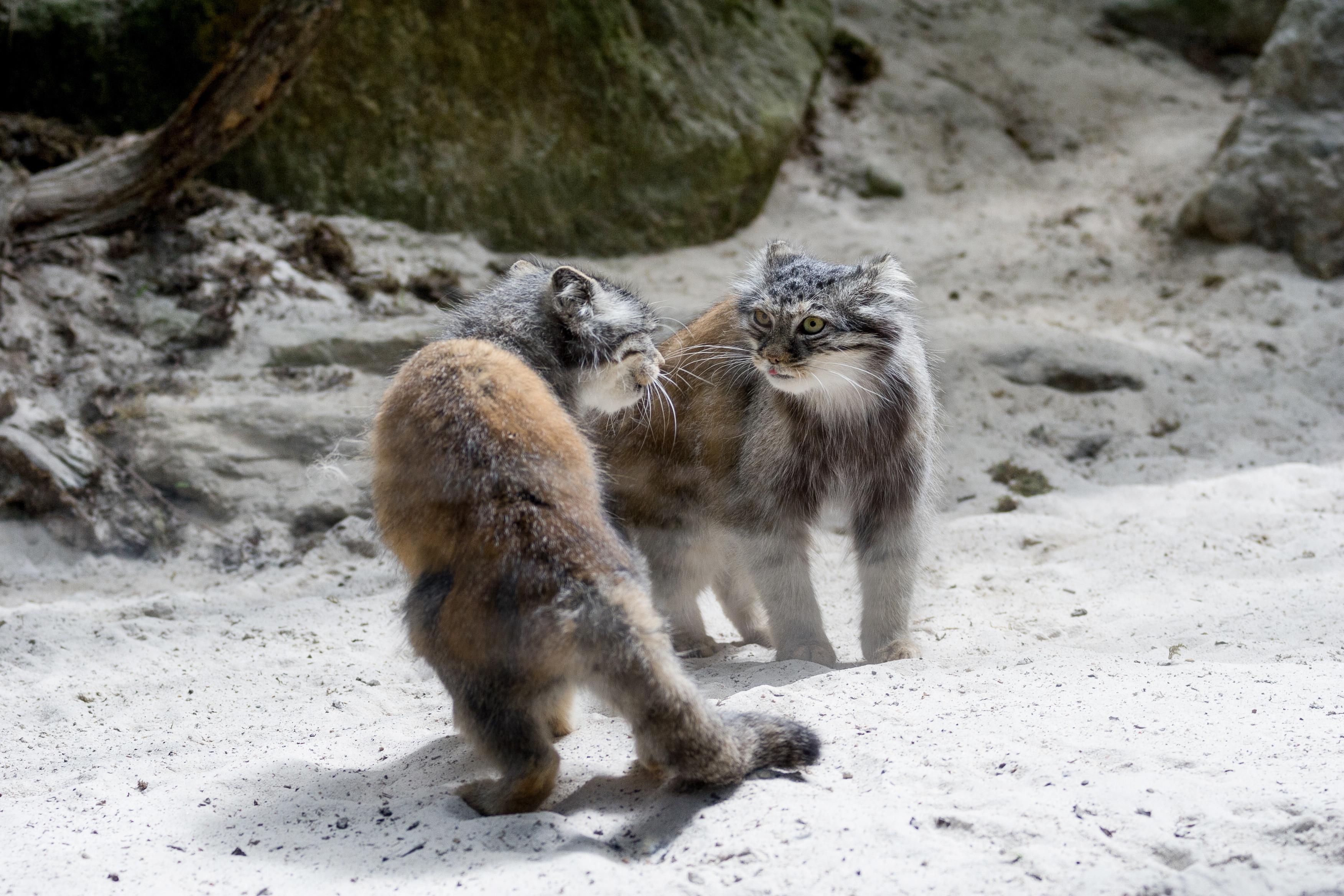 Pallas cats are territorial. © eli77/Getty