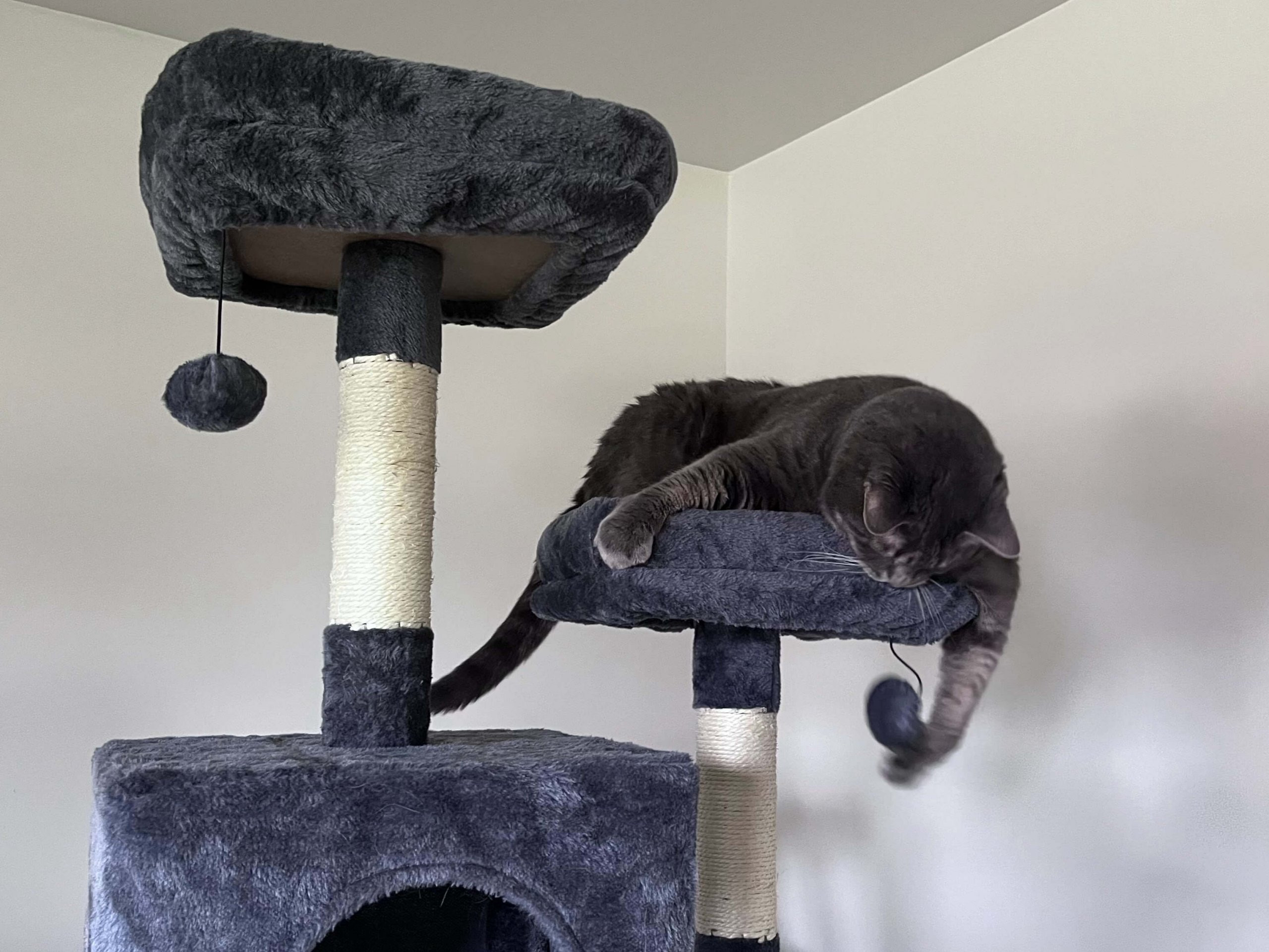 PAWZ Road Large Cat Tree, specifically built for larger felines