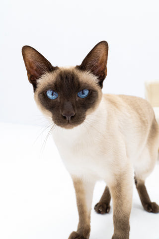 A Siamese cat with a cream-colored body and dark brown points on the ears, face, paws, and tail. The cat has striking blue eyes and a sleek coat, sitting in a relaxed pose.