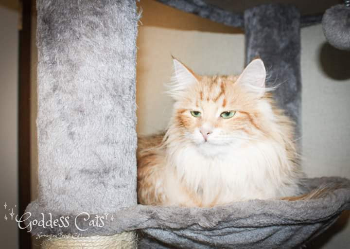 A majestic adult Norwegian Forest Cat with a full coat, exemplifying the breed's beauty and grandeur.