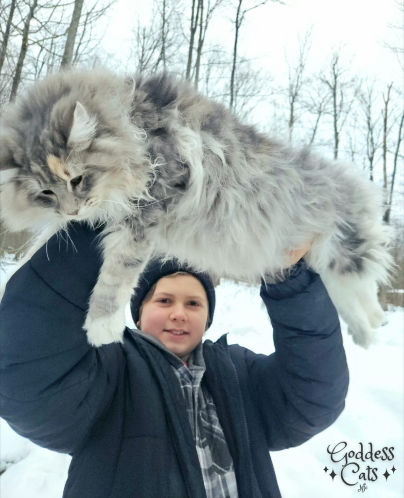 A playful amber Norwegian Forest Cat kitten in an outdoor setting, demonstrating the breed's love for exploration.