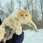 A stunning amber Norwegian Forest Cat kitten with captivating green eyes.